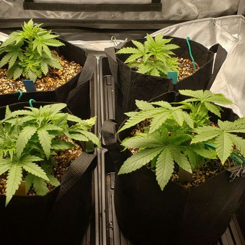 T-Dub (Trainwreck Heirloom) growlog timeline photo