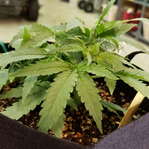 Girl Scout Cookie Extreme growlog timeline photo
