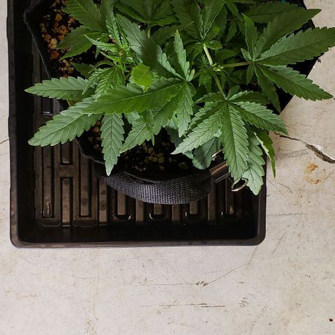 Girl Scout Cookie Extreme growlog photo: 11.5x10x5