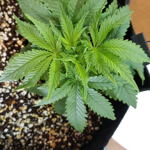 Trainwreck (Arcata cut) growlog photo: 6.5x6x4.25 inches