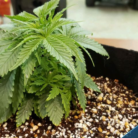 Trainwreck (Arcata cut) growlog photo: 6.5x6x4.25 inches