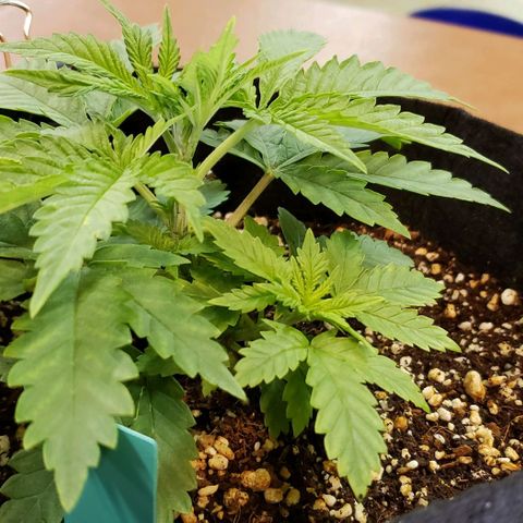 T-Dub (Trainwreck Heirloom) growlog photo: 8x7x4.5 inches