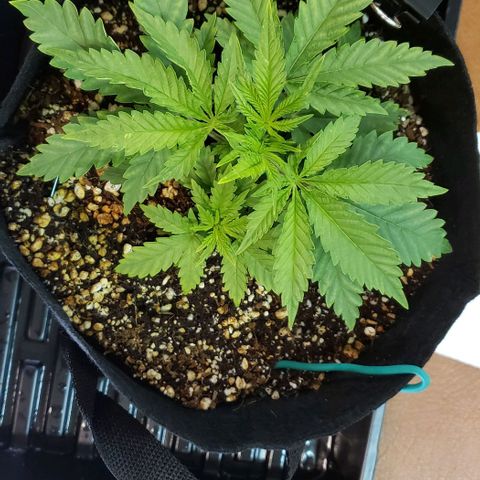 T-Dub (Trainwreck Heirloom) growlog photo: 8x7x4.5 inches