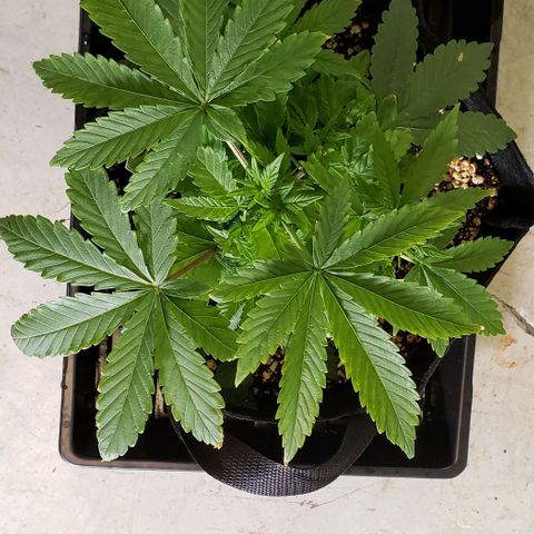 Hot Mess growlog photo: 11x10.5x5.5 inches