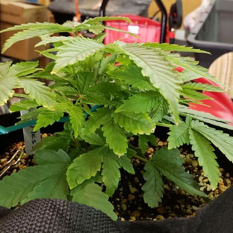 Hot Mess growlog photo: 11x10.5x5.5 inches