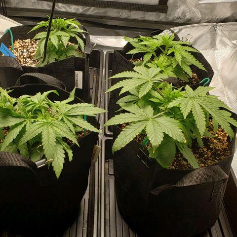 T-Dub (Trainwreck Heirloom) growlog timeline photo