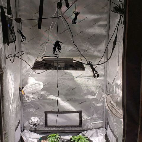 T-Dub (Trainwreck Heirloom) growlog timeline photo