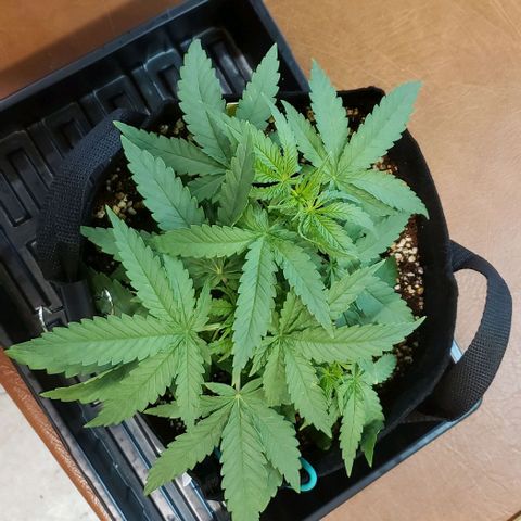 Girl Scout Cookie Extreme growlog timeline photo