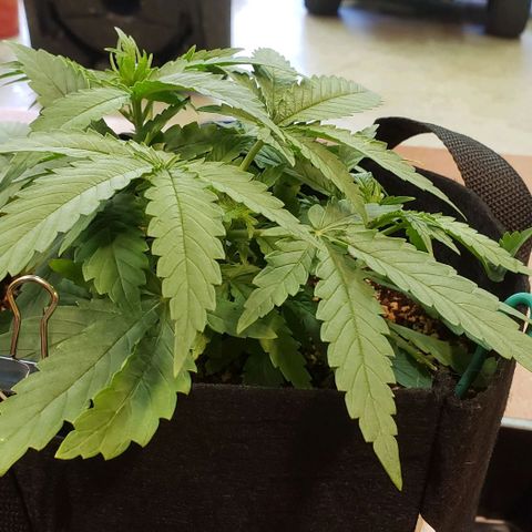Girl Scout Cookie Extreme growlog timeline photo