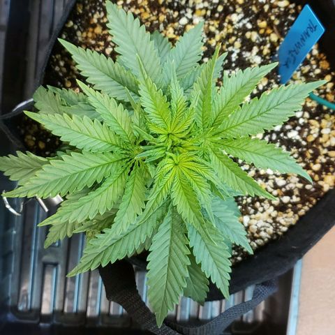 Trainwreck (Arcata cut) growlog timeline photo
