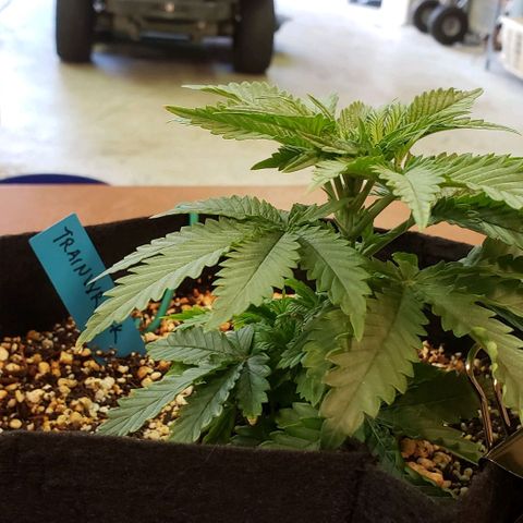Trainwreck (Arcata cut) growlog timeline photo