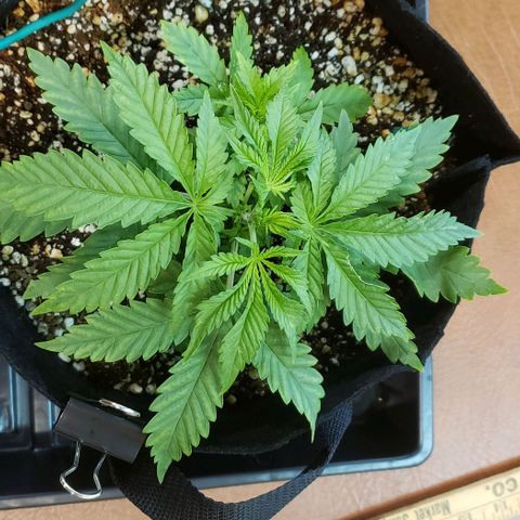 T-Dub (Trainwreck Heirloom) growlog timeline photo