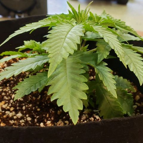 T-Dub (Trainwreck Heirloom) growlog timeline photo