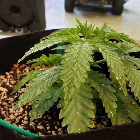 T-Dub (Trainwreck Heirloom) growlog timeline photo