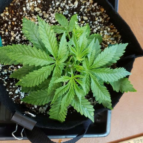 T-Dub (Trainwreck Heirloom) growlog timeline photo