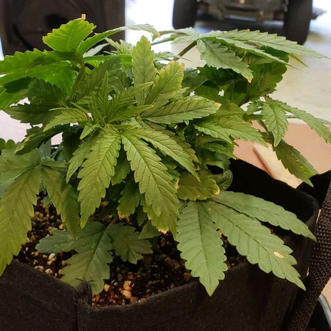Hot Mess growlog timeline photo