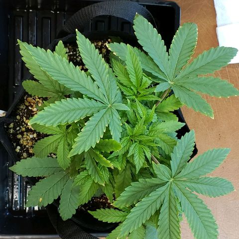 Hot Mess growlog timeline photo