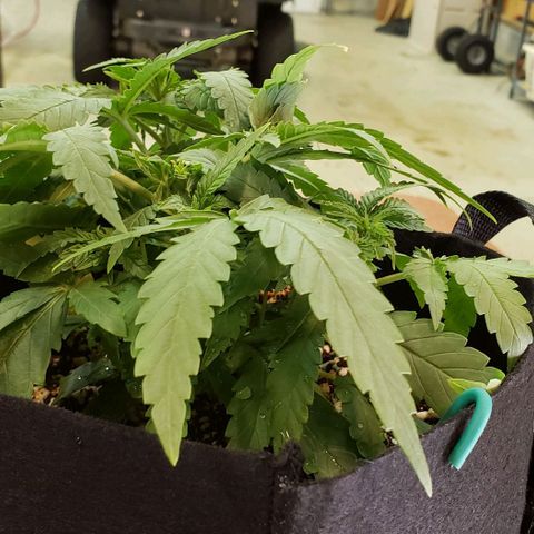 Girl Scout Cookie Extreme growlog photo: 11.5x10x4.5 inches