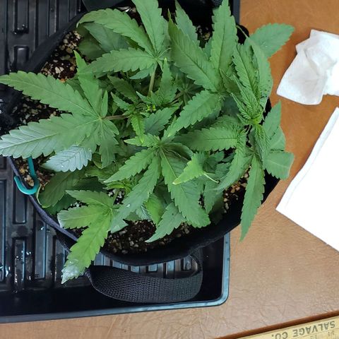 Girl Scout Cookie Extreme growlog photo: 11.5x10x4.5 inches