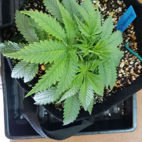 Trainwreck (Arcata cut) growlog photo: 9x8x6 inches
