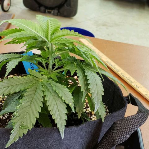 Trainwreck (Arcata cut) growlog timeline photo