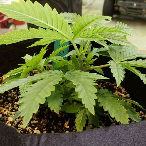 T-Dub (Trainwreck Heirloom) growlog timeline photo