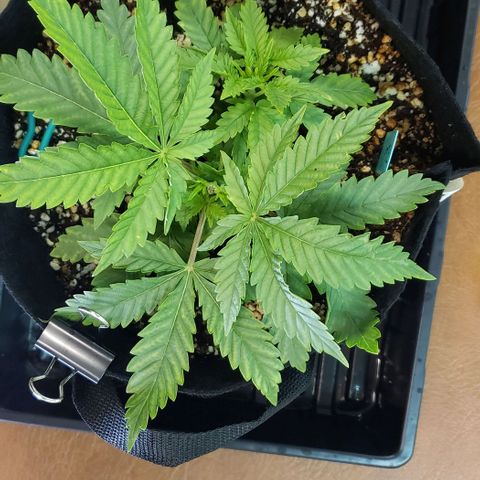 T-Dub (Trainwreck Heirloom) growlog photo: 9x8x5 inches