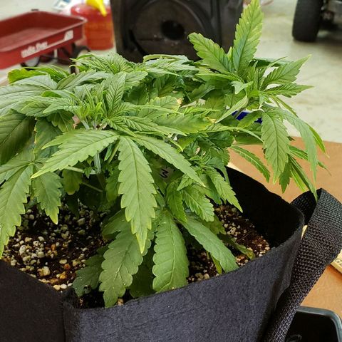 Hot Mess growlog timeline photo