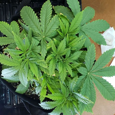 Hot Mess growlog photo: 12x10.5x5.5
