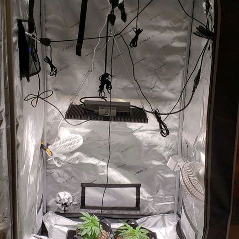 T-Dub (Trainwreck Heirloom) growlog timeline photo