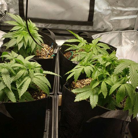 T-Dub (Trainwreck Heirloom) growlog timeline photo