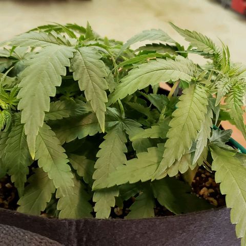Girl Scout Cookie Extreme growlog photo: 12x10x5 inches