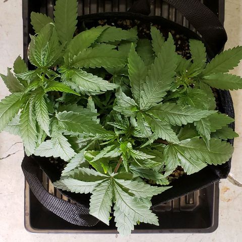 Girl Scout Cookie Extreme growlog photo: 12x10x5 inches