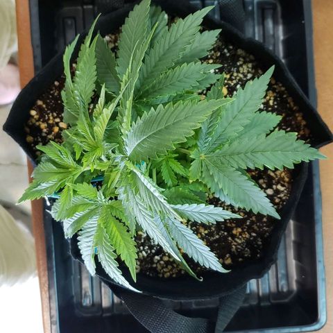 Trainwreck (Arcata cut) growlog photo: 10x10x8