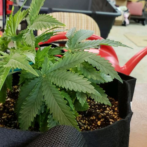 Trainwreck (Arcata cut) growlog photo: 10x10x8