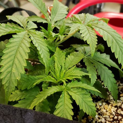 T-Dub (Trainwreck Heirloom) growlog photo: 9x8.5x4 inches