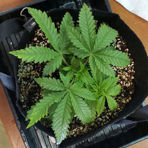 T-Dub (Trainwreck Heirloom) growlog photo: 9x8.5x4 inches