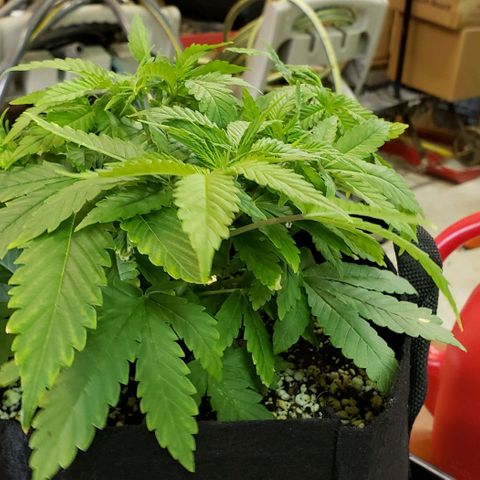 Hot Mess growlog photo: 12x12x6 inches