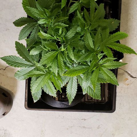 Hot Mess growlog photo: 12x12x6 inches