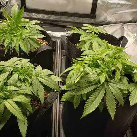 T-Dub (Trainwreck Heirloom) growlog timeline photo