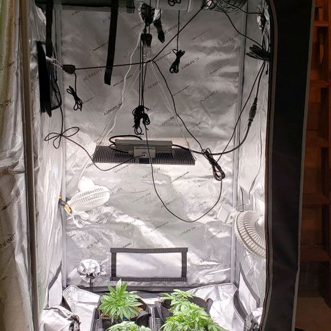 T-Dub (Trainwreck Heirloom) growlog timeline photo