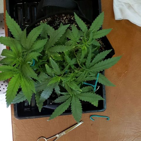 Girl Scout Cookie Extreme growlog photo: 12.5x11x5.5