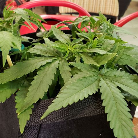 Girl Scout Cookie Extreme growlog photo: 12.5x11x5.5