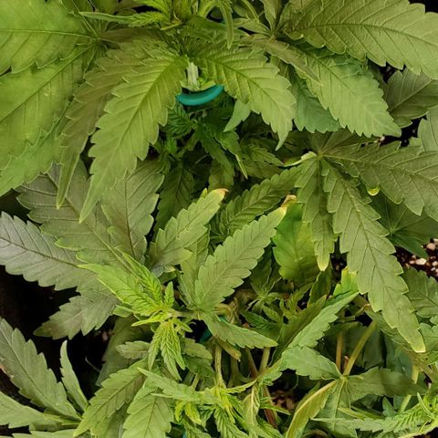 Girl Scout Cookie Extreme growlog photo: 12.5x11x5.5