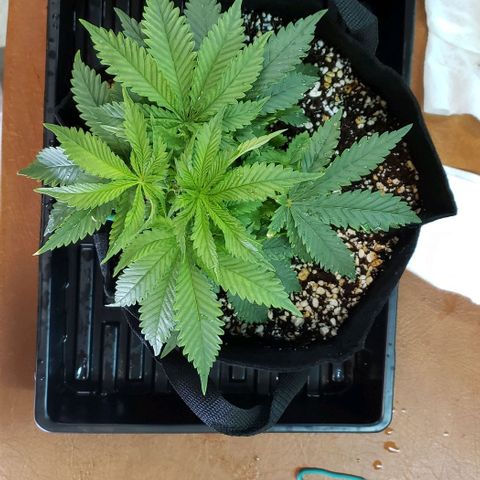 Trainwreck (Arcata cut) growlog photo: 10.5x10x5.5 inches