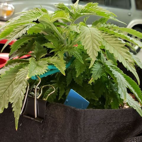 Trainwreck (Arcata cut) growlog photo: 10.5x10x5.5 inches