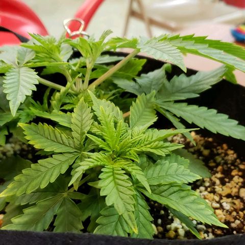 T-Dub (Trainwreck Heirloom) growlog photo: 10.5x10x5 inches