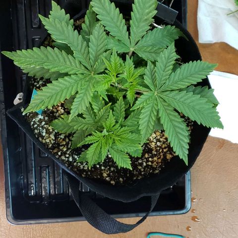 T-Dub (Trainwreck Heirloom) growlog photo: 10.5x10x5 inches