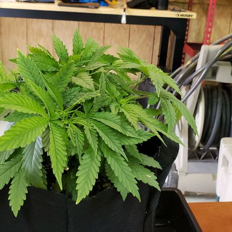 Hot Mess growlog photo: 13.5x13x7