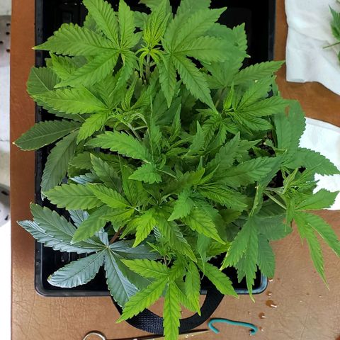 Hot Mess growlog photo: 13.5x13x7